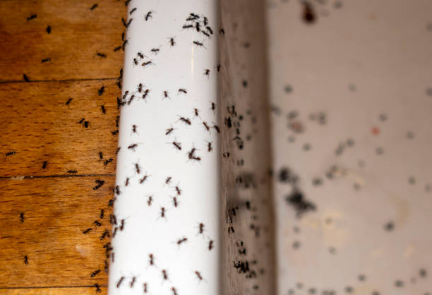 Best Residential Pest Control  in Lake Andes, SD